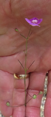 Agalinis edwardsiana