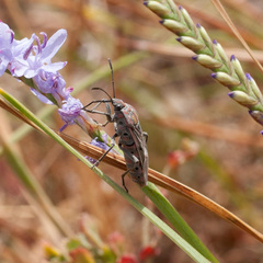 Spilostethus pandurus elegans