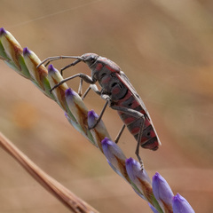 Spilostethus pandurus elegans