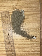 Bryoria pseudofuscescens