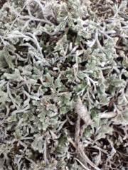 Selaginella dregei