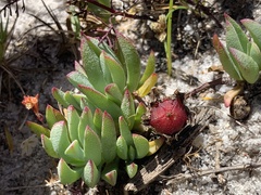 Lampranthus reptans