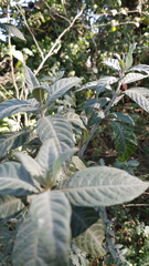 Metarungia longistrobus