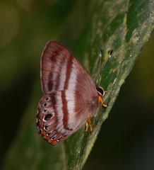 Euselasia melaphaea