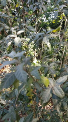 Metarungia longistrobus