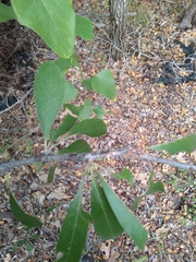 Sideroxylon lanuginosum