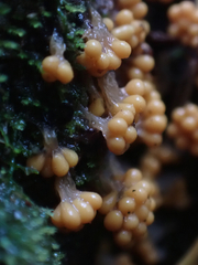 Oligonema verrucosum