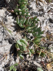 Lampranthus reptans
