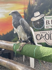 Geranoaetus