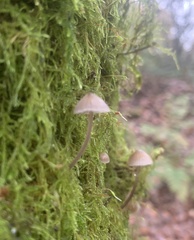 Mycena