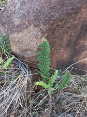 Cheilanthes eckloniana