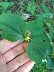 Synedrella nodiflora
