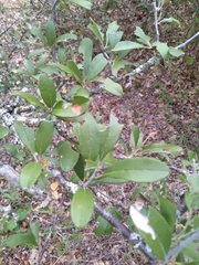 Sideroxylon lanuginosum