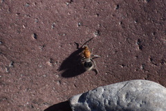 Sphaeropthalma marpesia