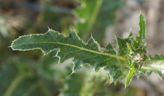 Carduus defloratus