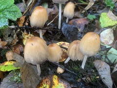 Coprinellus micaceus