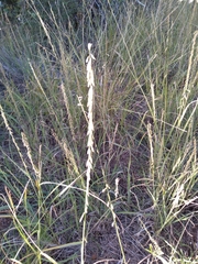 Bouteloua curtipendula
