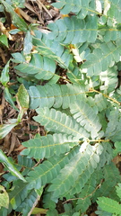 Albizia adianthifolia