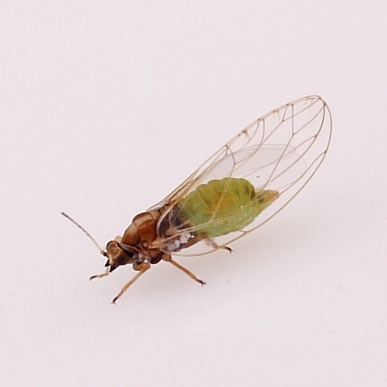 Trioza albifrons