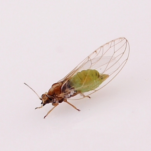 Trioza albifrons