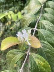 Lonicera