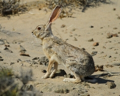 Lepus capensis