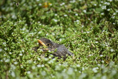 Turdus falcklandii