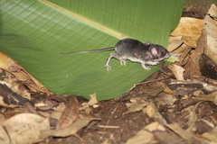 Heteromys desmarestianus