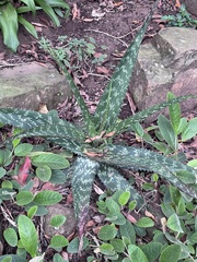 Aloe maculata