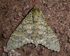 Manduca muscosa