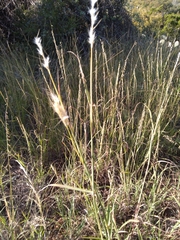 Bothriochloa torreyana