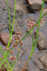 Juncus militaris