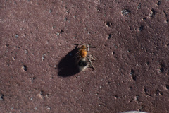 Sphaeropthalma marpesia