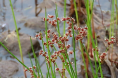 Juncus militaris