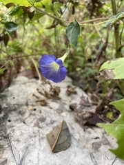 Ipomoea aristolochiifolia