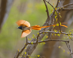 Terpsiphone paradisi