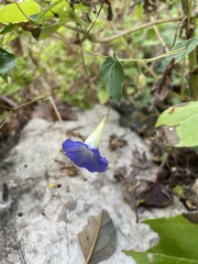 Ipomoea aristolochiifolia