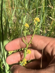 Rorippa curvisiliqua