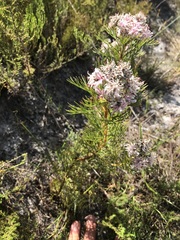Serruria ascendens