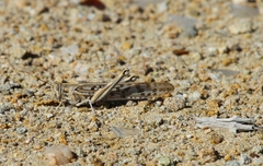 Schistocerca gregaria flaviventris