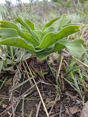 Merwilla plumbea