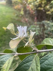 Lonicera