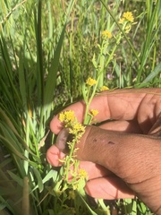 Rorippa curvisiliqua