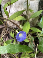 Ipomoea aristolochiifolia