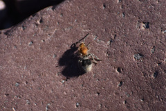 Sphaeropthalma marpesia
