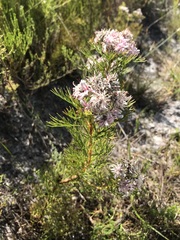 Serruria ascendens