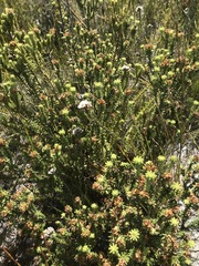 Campylostachys cernua