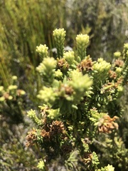 Campylostachys cernua