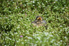 Turdus falcklandii