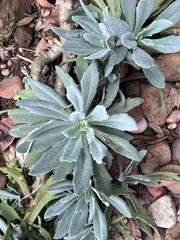 Kleinia fulgens
